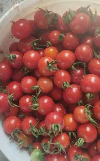 گوجه گیلاسی محلی