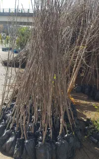 نهال های اصلاح شده و تضمینی