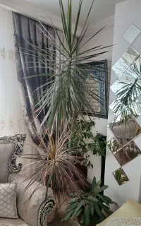 گل و گیاه
