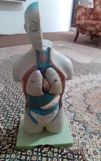 ماکت بدن انسان