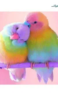 عروس هلندی گمشده پیدا شده