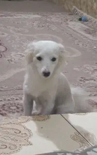 توله پامر یک ساله