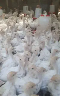 بوقلمون یک ماهه