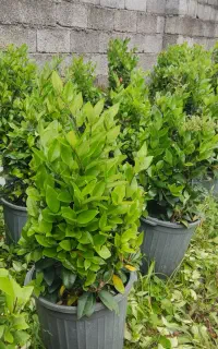 لاوسون یاس هلندی