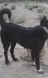 سگ  قدرجونی