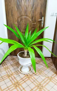 گل های زیبا فروشی