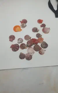 صدف اکواریم