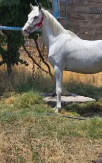 مادیان همراه با کره کیسان سیاه
