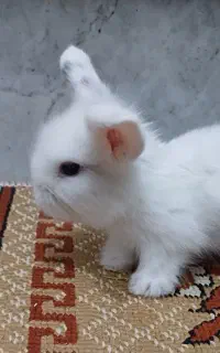بچه خرگوش زیبا دوست‌داشتنی