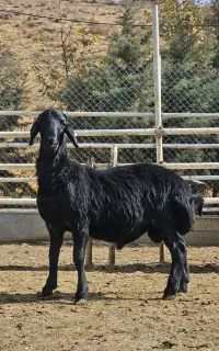 بره نر همو