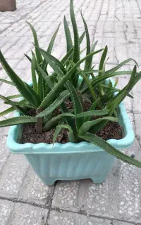 عروسک بسیارزیبا