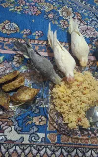 عروس هلندی سینامون گمشده