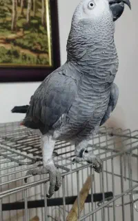 کاسکو ۲ساله سخنگو فوق‌العاده باهوش