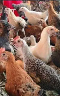 مرغ و خروس بومی