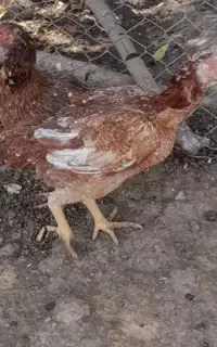 لاری اصل