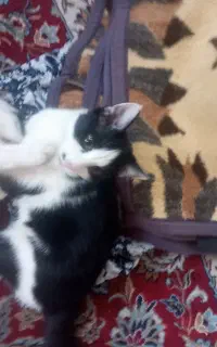گربه سیاه سفید dsh