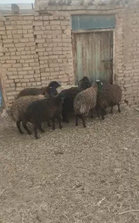 9راس بره ماده دشتی