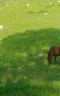 مادیان آبستن باکره