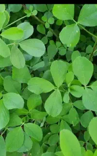 یونجه تازه