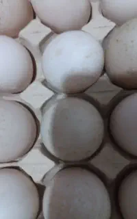 تخم اردک اسرائیلی