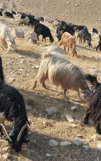 ۱۵۰ بز داشتی