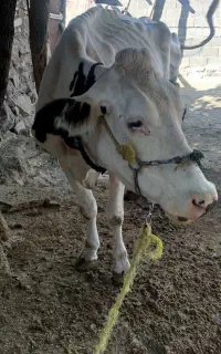گاوشیری