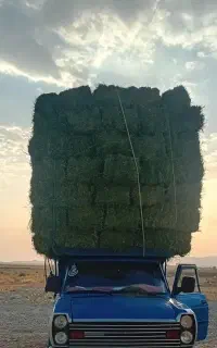 بیده یونجه