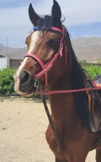 مادیون سرحال و عالی