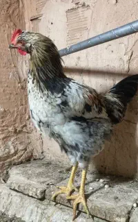 خروس محلی