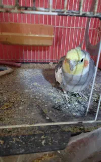 عروس هلندی