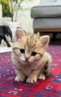 گربه بریتیش تبی گلد