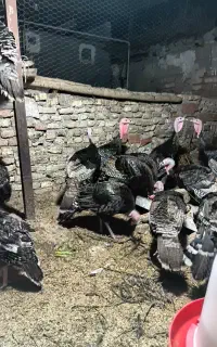 بوقلمون۵ماهه