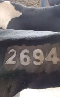 شماره زنی گاو با یخ خشک و تلقیح مصنوعی گاو