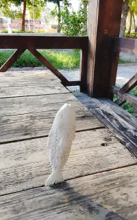 پیکر تراشی با چاقو