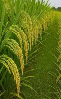 کودکروا