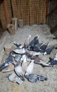 جوجه بزرگ
