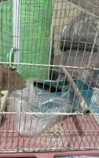 دو عدد قفس دانه ای ۲۲۰