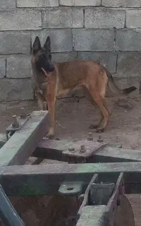 مالینویز