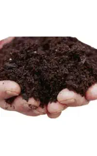 کود کمپوست قارچ