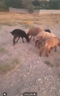 نان خشک