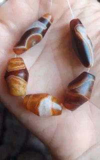 تعدادی مهره رگه دار اصلی