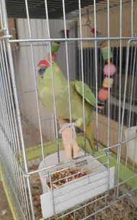 ماده ملنگو مسته مست