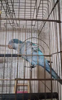طوطی راهب ابی