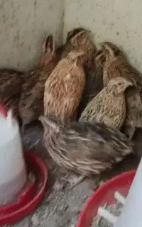 بلدرچین تخم گذار و جوان