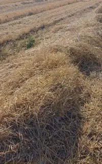 جا گندوم آبی کلور