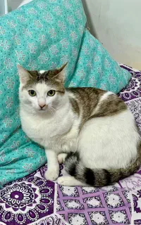 واگذاری گربه