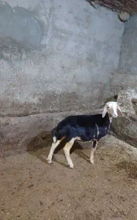 بره ماده پلنگی