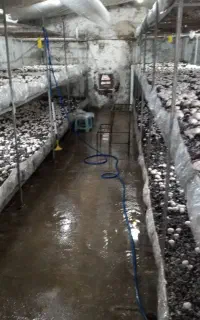 قفسه برای قارچ