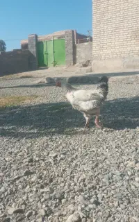 خروس خانگی