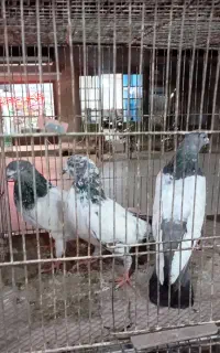پرنده نرو ماده جفت